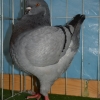 гълъб