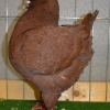 гълъб