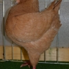 гълъб