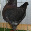 гълъб