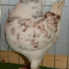 гълъб