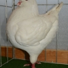 гълъб