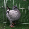 гълъб