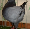 гълъб