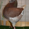 гълъб