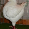 гълъб