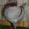 гълъб
