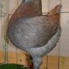 гълъб