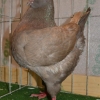 гълъб