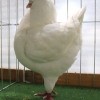 гълъб