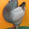 гълъб