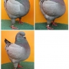 гълъб