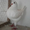 гълъб