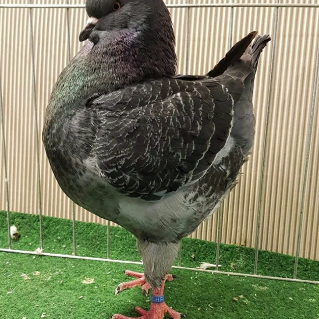 гълъб