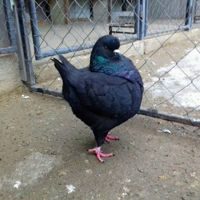 гълъб