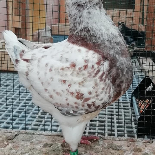 гълъб
