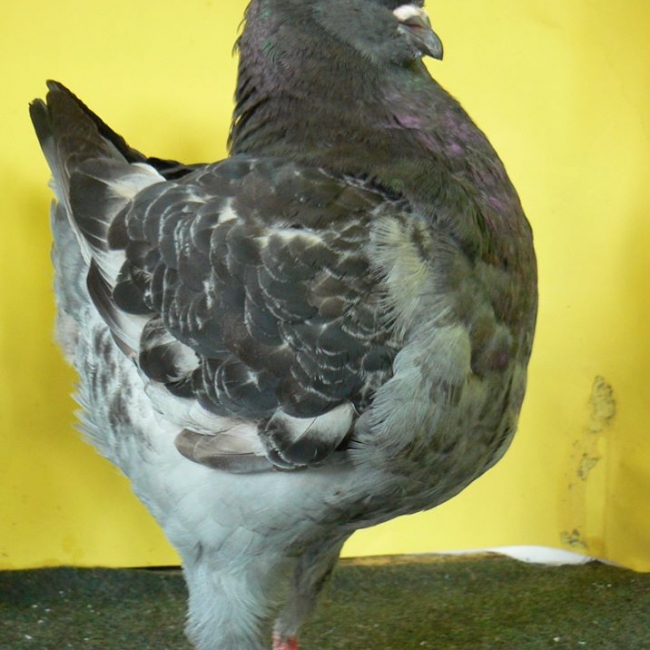 гълъб