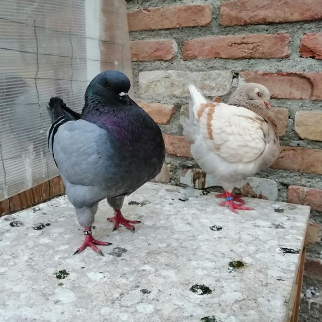 гълъб