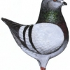 гълъб