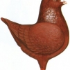 гълъб