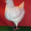 гълъб