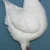 гълъб