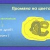 гълъб