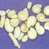 гълъб