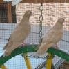 гълъб