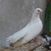 гълъб