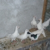 гълъб