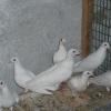 гълъб