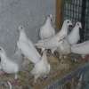 гълъб
