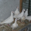 гълъб