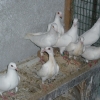 гълъб