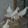 гълъб