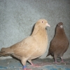 гълъб
