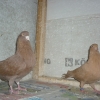гълъб
