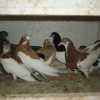 гълъб