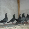 гълъб