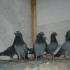 гълъб