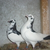 гълъб