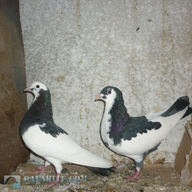 гълъб