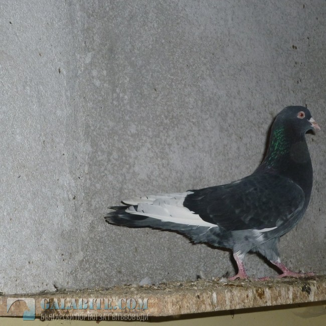 гълъб
