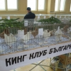 гълъб
