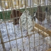 гълъб