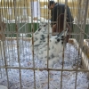 гълъб