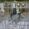 гълъб