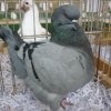 гълъб