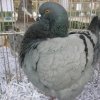 гълъб